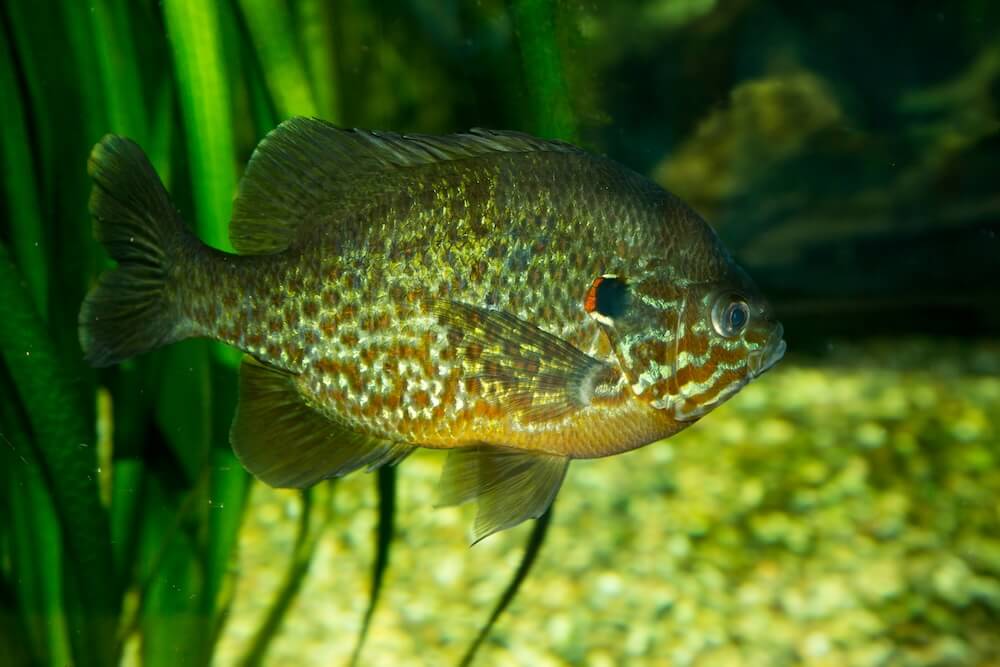 Fish swimming.